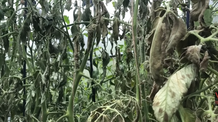 Забываю о кладоспориозе благодаря 5 народным средствам из кухни. Химия больше не нужна после этих рецептов