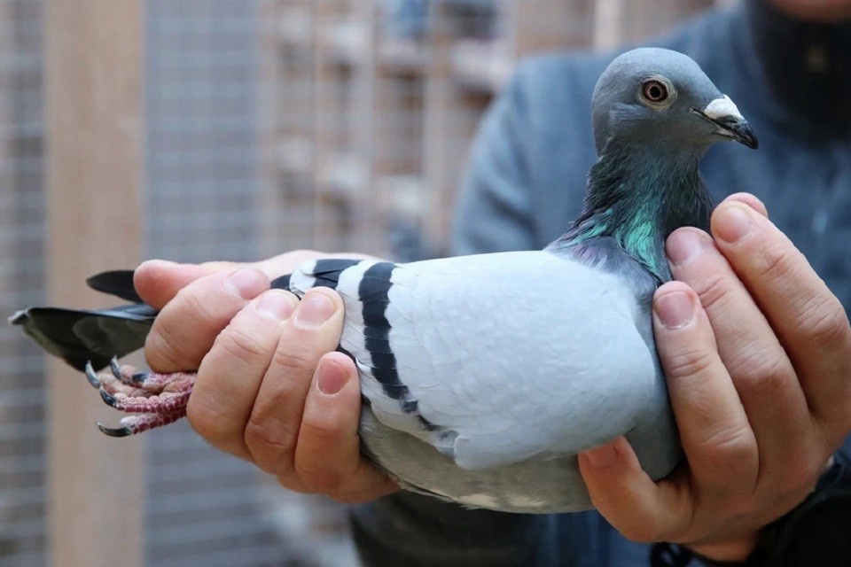    Полиция поймала голубя со странной запиской: послание шокировало даже опытных правоохранителей REUTERS