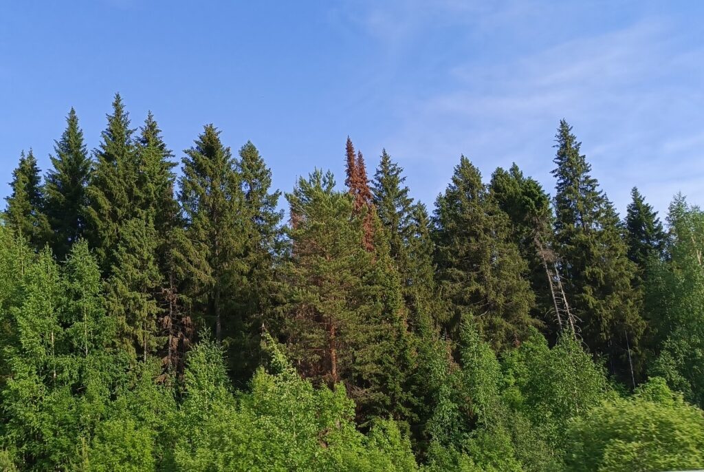    Фото: Ульяна Бажанова Ульяна Бажанова