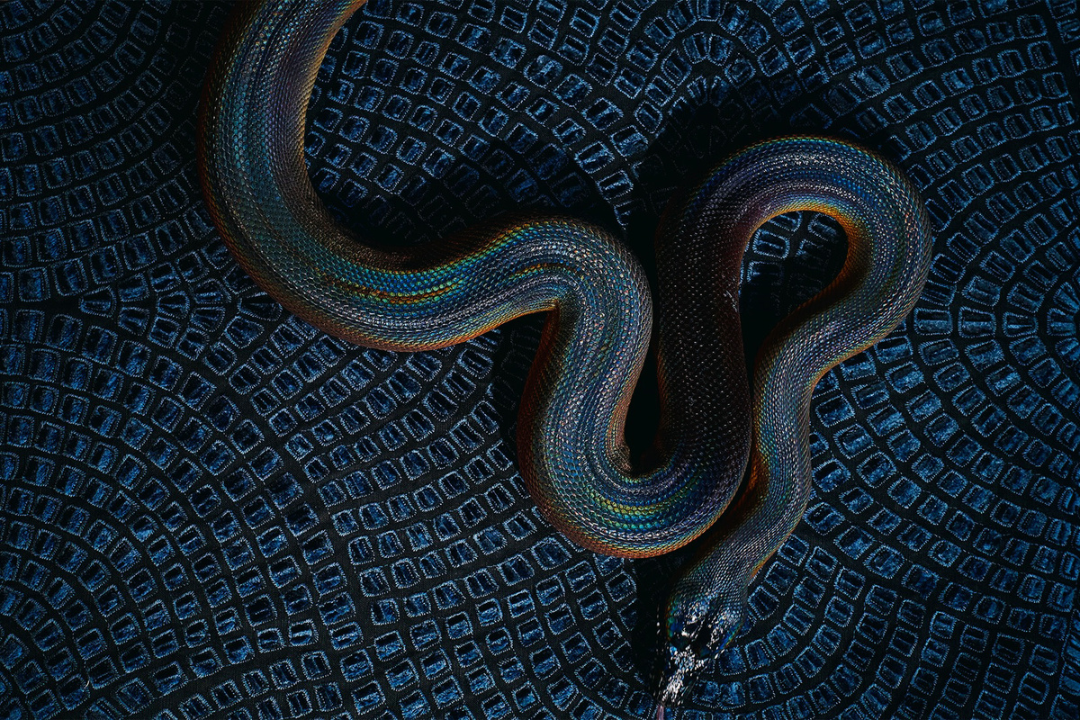 Ткань Beauséjour от Misia и Leiopython albertisii — Белогубый питон