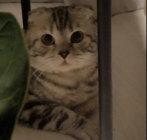 Надо ли играть с кошкой