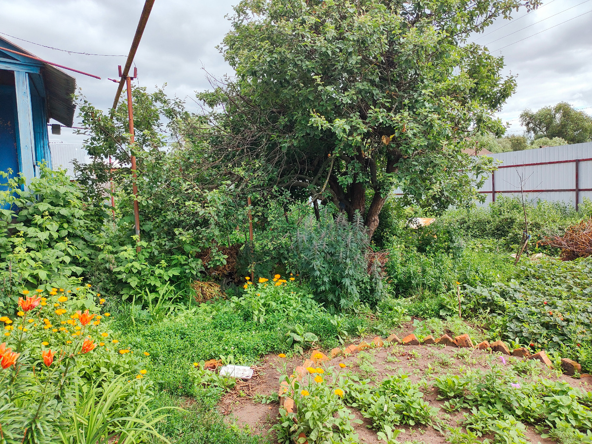 Наш заросший сад в начале лета.