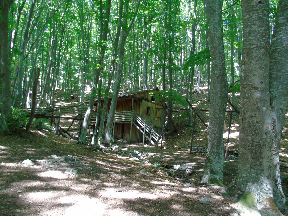 Домик в лесу