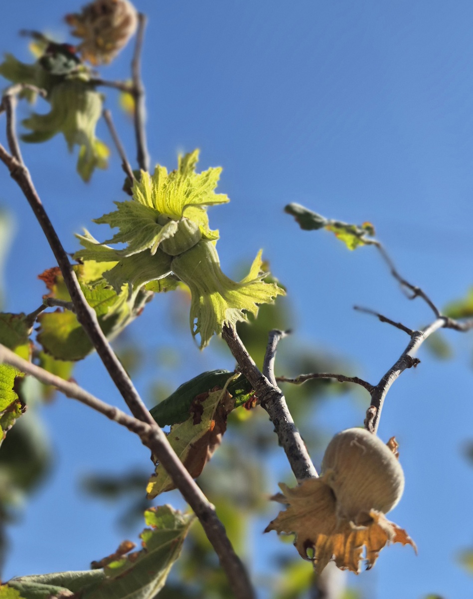 Орех фундук на ветках.