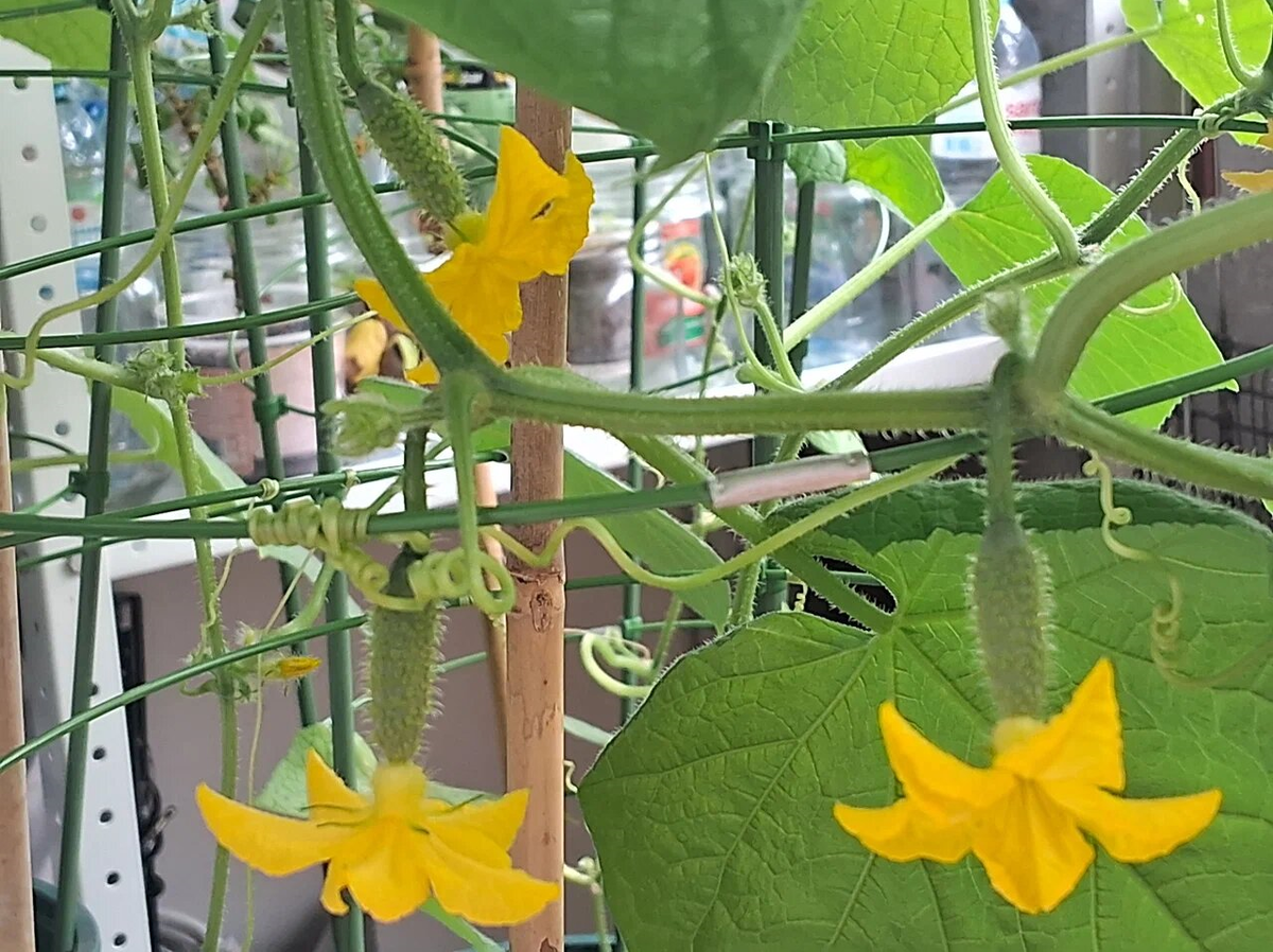 Выращивание огурцов дома, огурцы на балконе, комнатный огурец красавчик хикмет f1