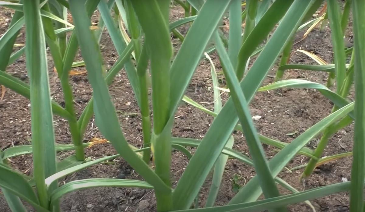 Что посадить после уборки чеснока? Три отличных варианта