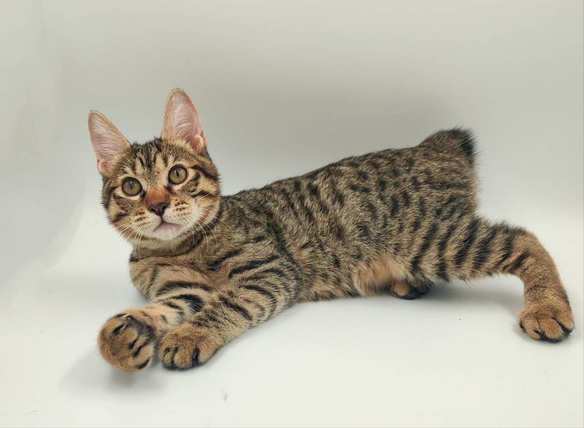 из архива питомника