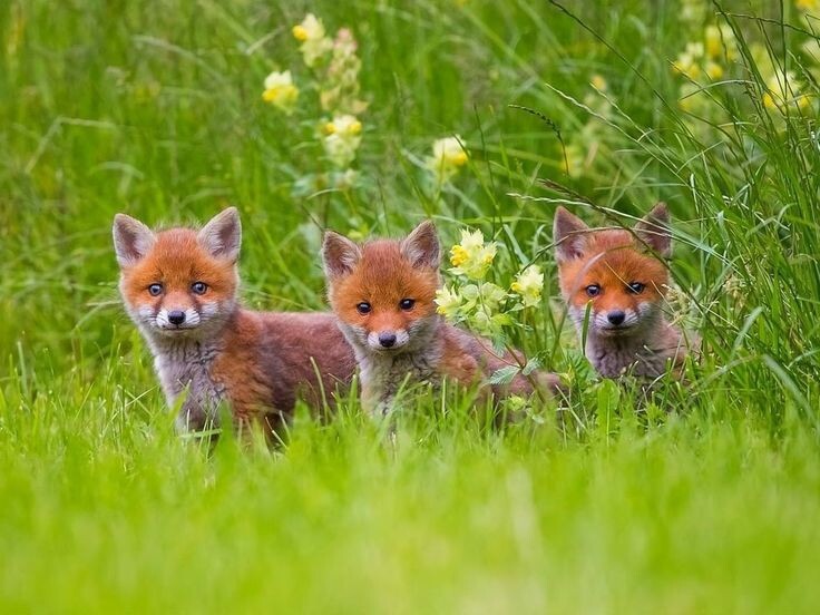 Лисята на опушке леса