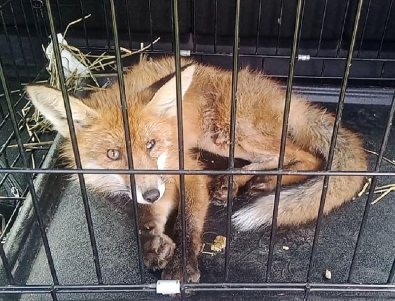 Лис в неволе