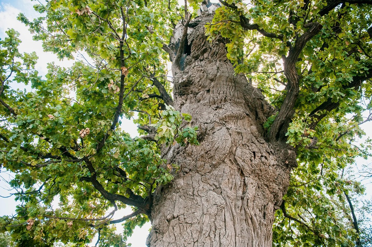 Мебельный щит из дуба