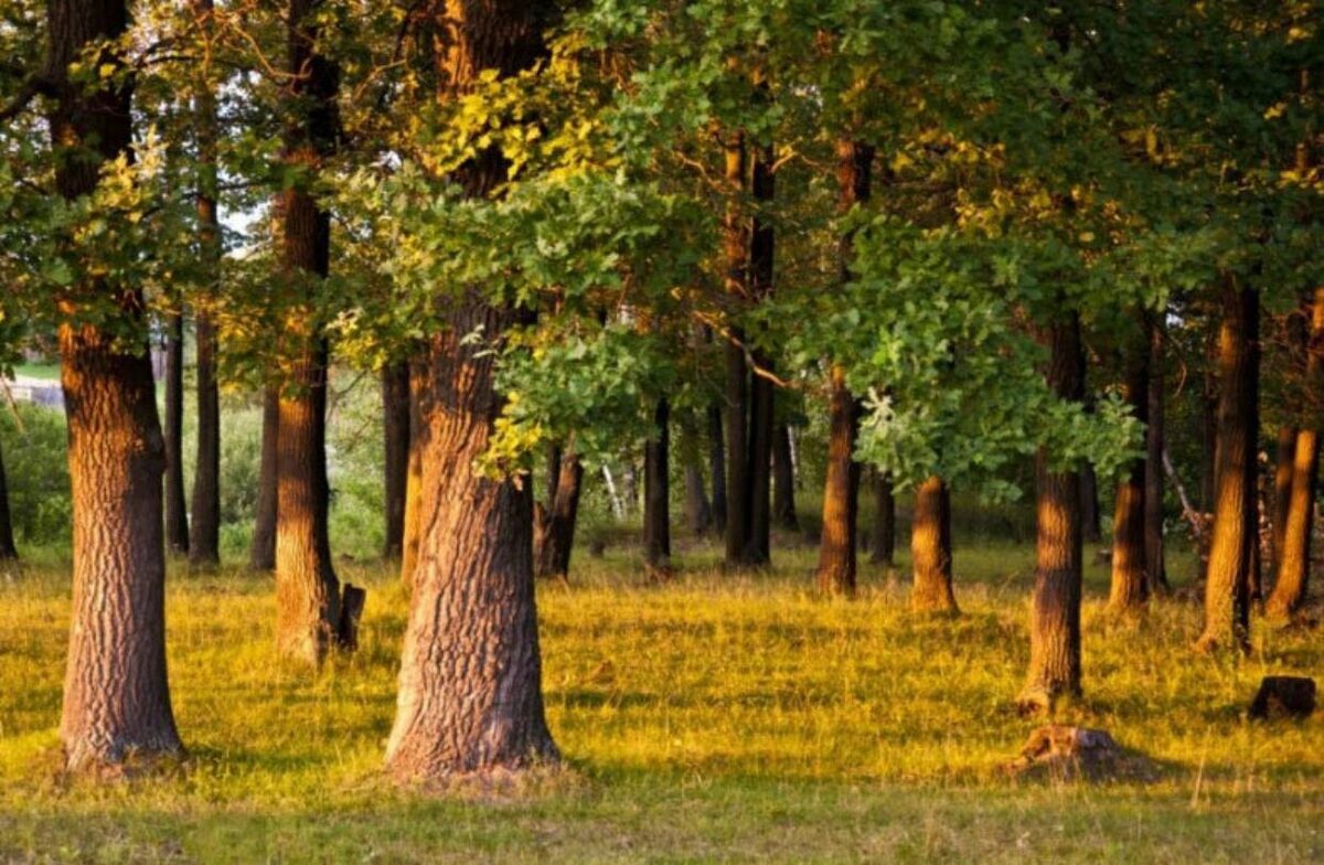 Мебельный щит из дуба