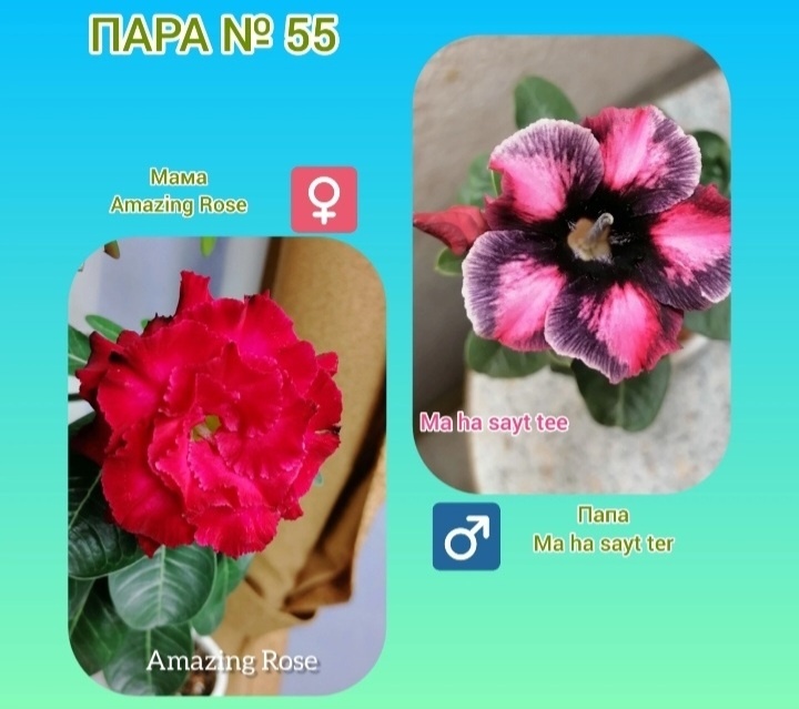 Родительская пара. Коллаж селекционера