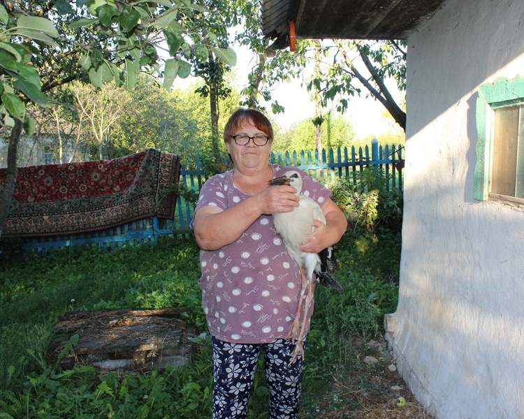     Жительница Курской области подружилась с аистом, которого спасла в детстве