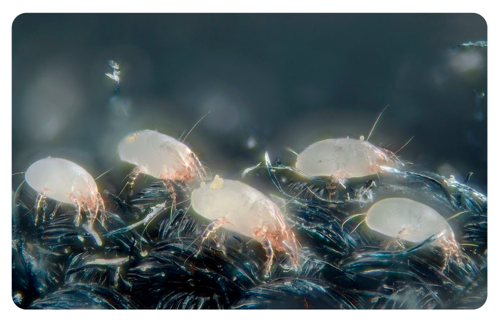 Пылевой клещ в объективе электронного микроскопа.