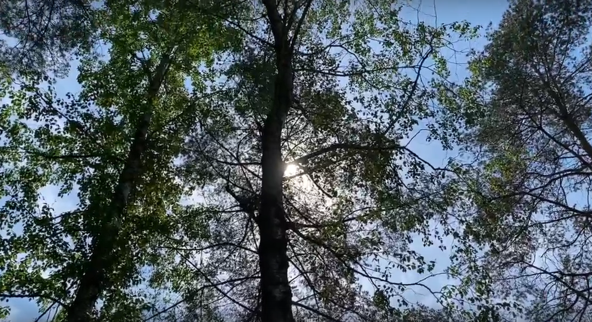 Фото: Pr Scr vk.com / Каменка & Коменда | Комендантский проспект