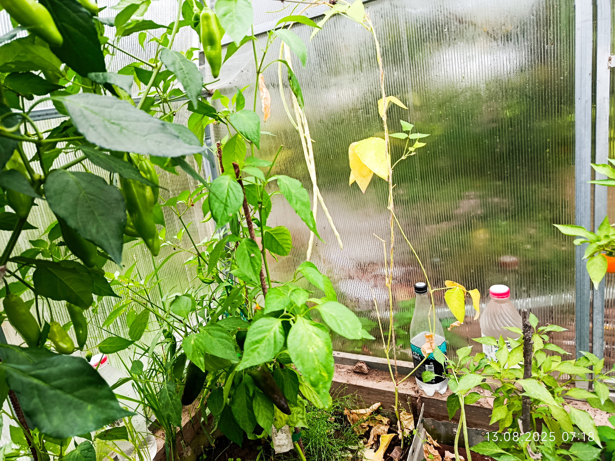 Вряд ли его задавил рядом растущий Баккатум, который уже выше меня высотой.