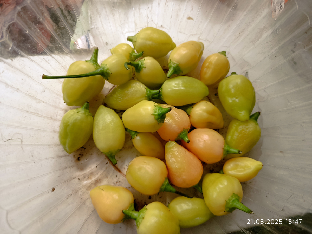 На кусту висит ещё раза в четыре больше 🙈