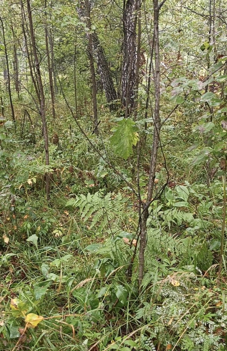Августовский лес.