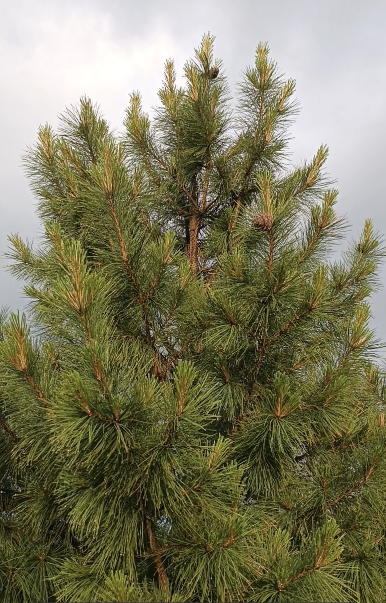 Молодой кедр с шишками уже.