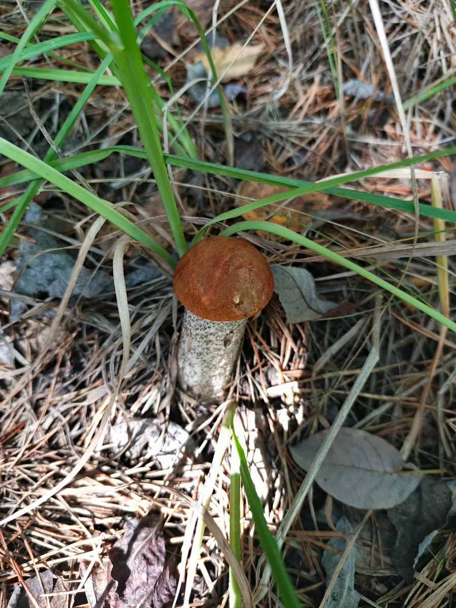 Юный подосиновик))