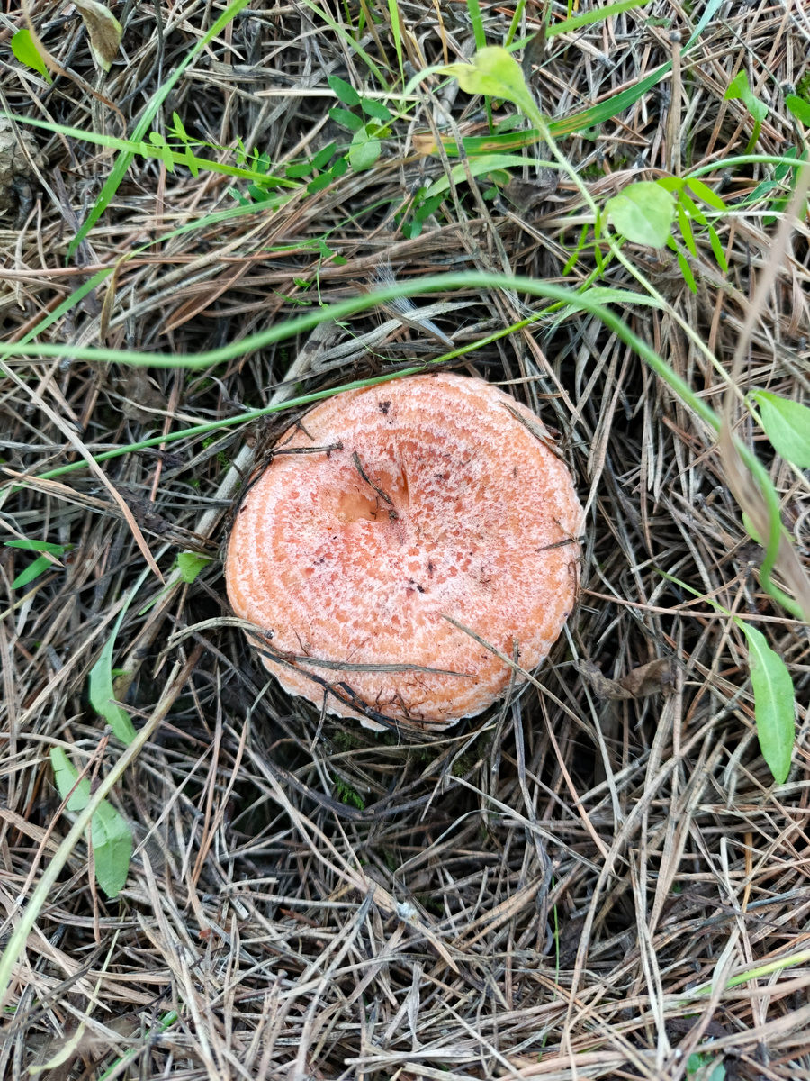 Рыжий красавчик!