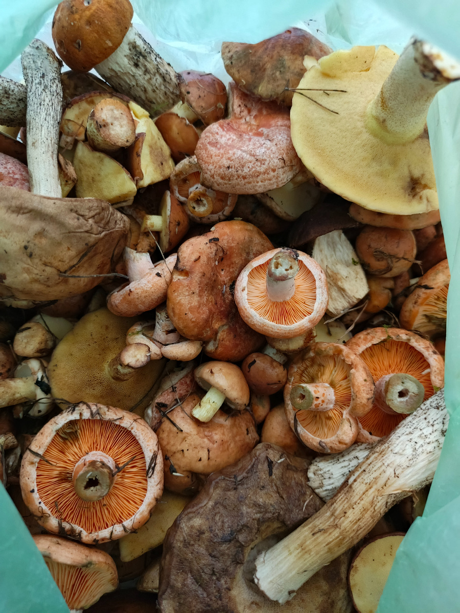 Тут всё вперемешку. 