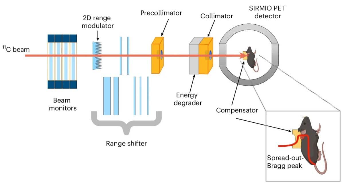    Эксперимент на мышах показал, что лечение остеосаркомы заряженными ионами осуществима, безопасна и эффективна / © Daria Boscolo et al.