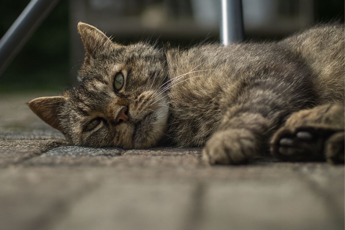 Причины анемии у кошек 