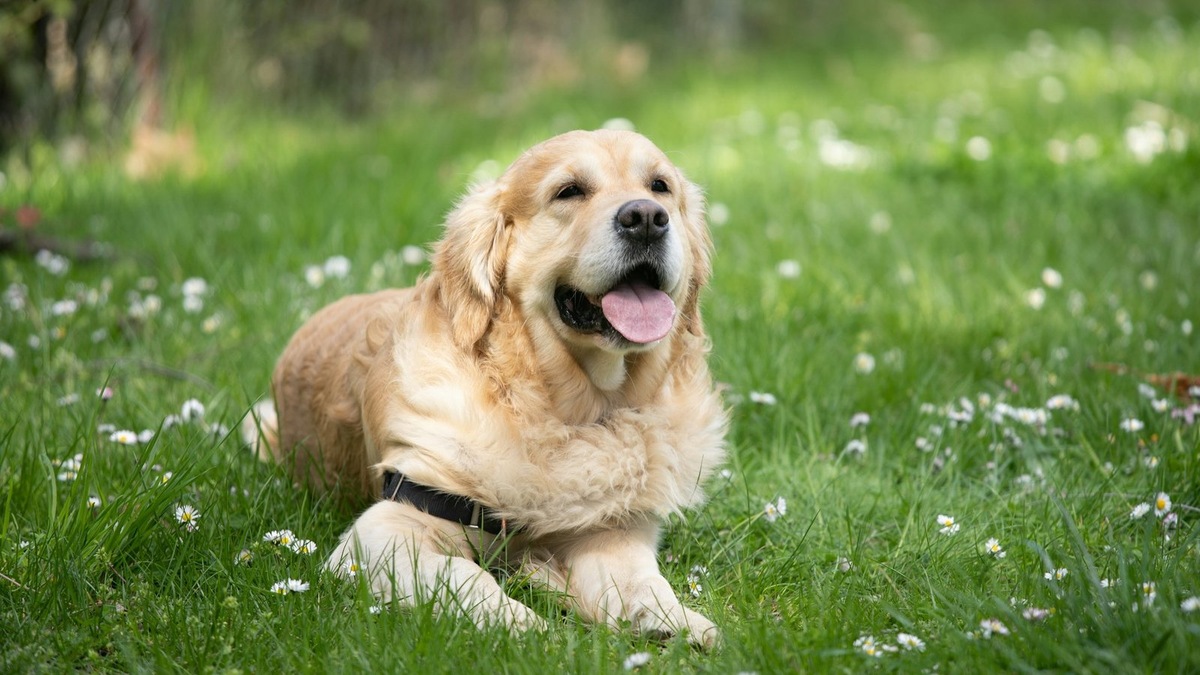    Возрастная собака