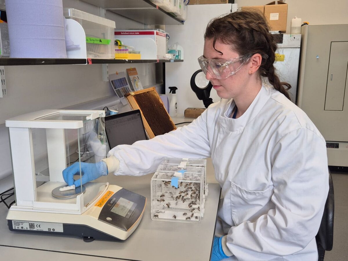    Исследовательница Дженнифер Ченнеллс (Jennifer Chennells) взвешивает трубки с составами для питания пчел в Oxford Bee Lab / © Caroline Wood.