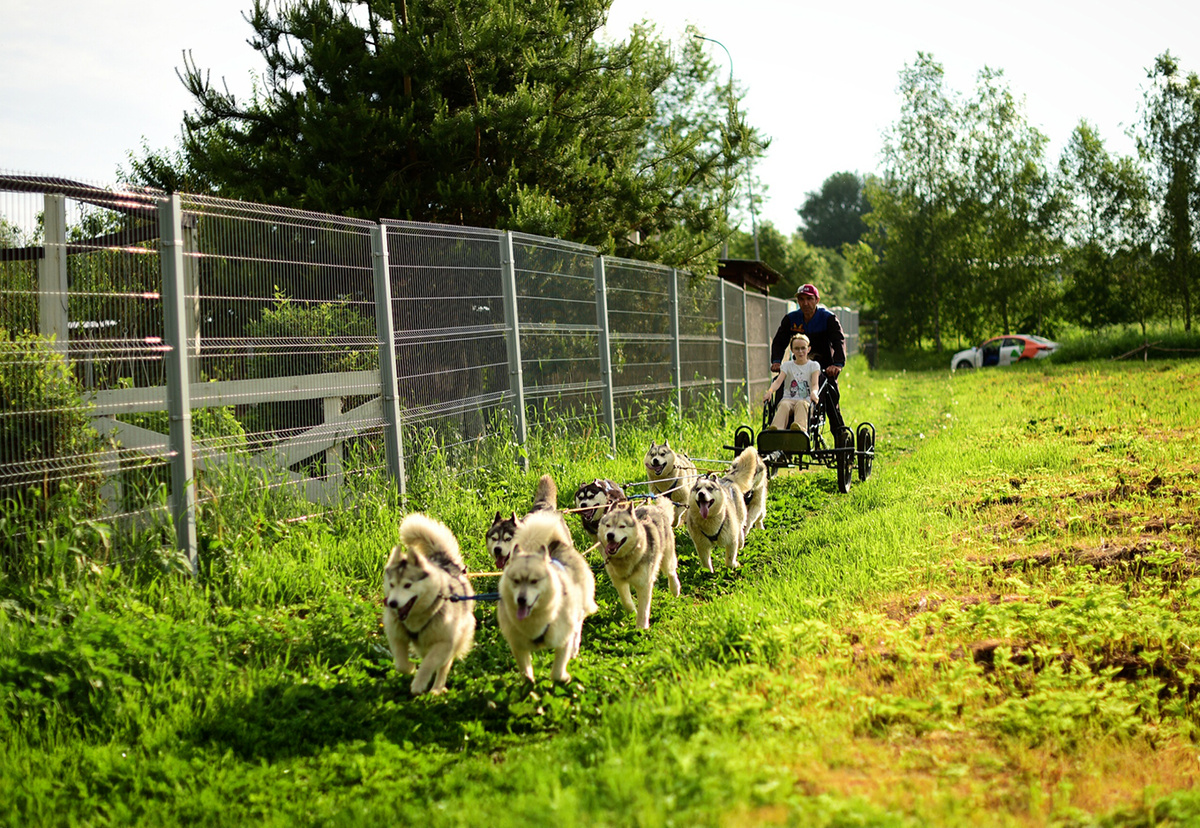 Фото: предоставлено парком «Хаски Лэнд»
