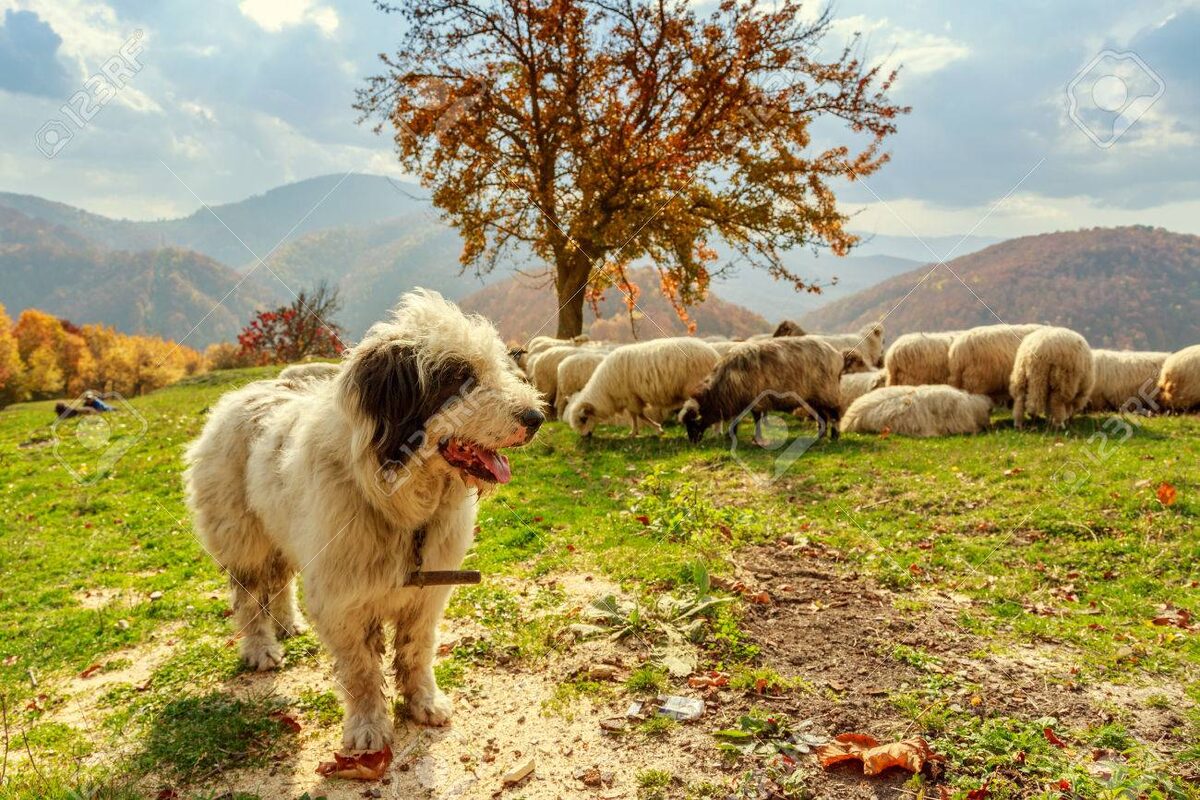 Ну как я? Похож на овцу?