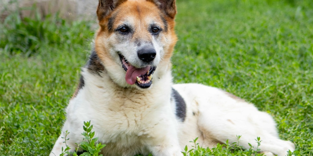 Он никогда не сможет бегать, как другие собаки. Но он так же отчаянно мечтает о заботе!
