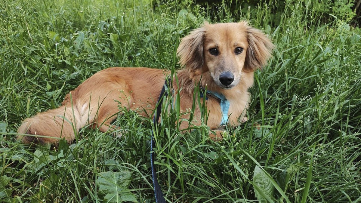    Фото к новости про собаку, которую сдали в приют.
