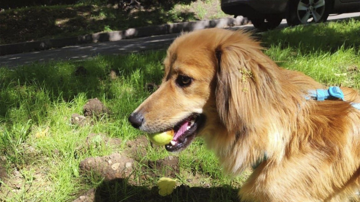    Рыжик любит играть и не любит одиночество