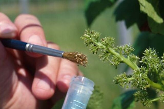 Опыление вручную очень дорогое и не всегда эффективное. 