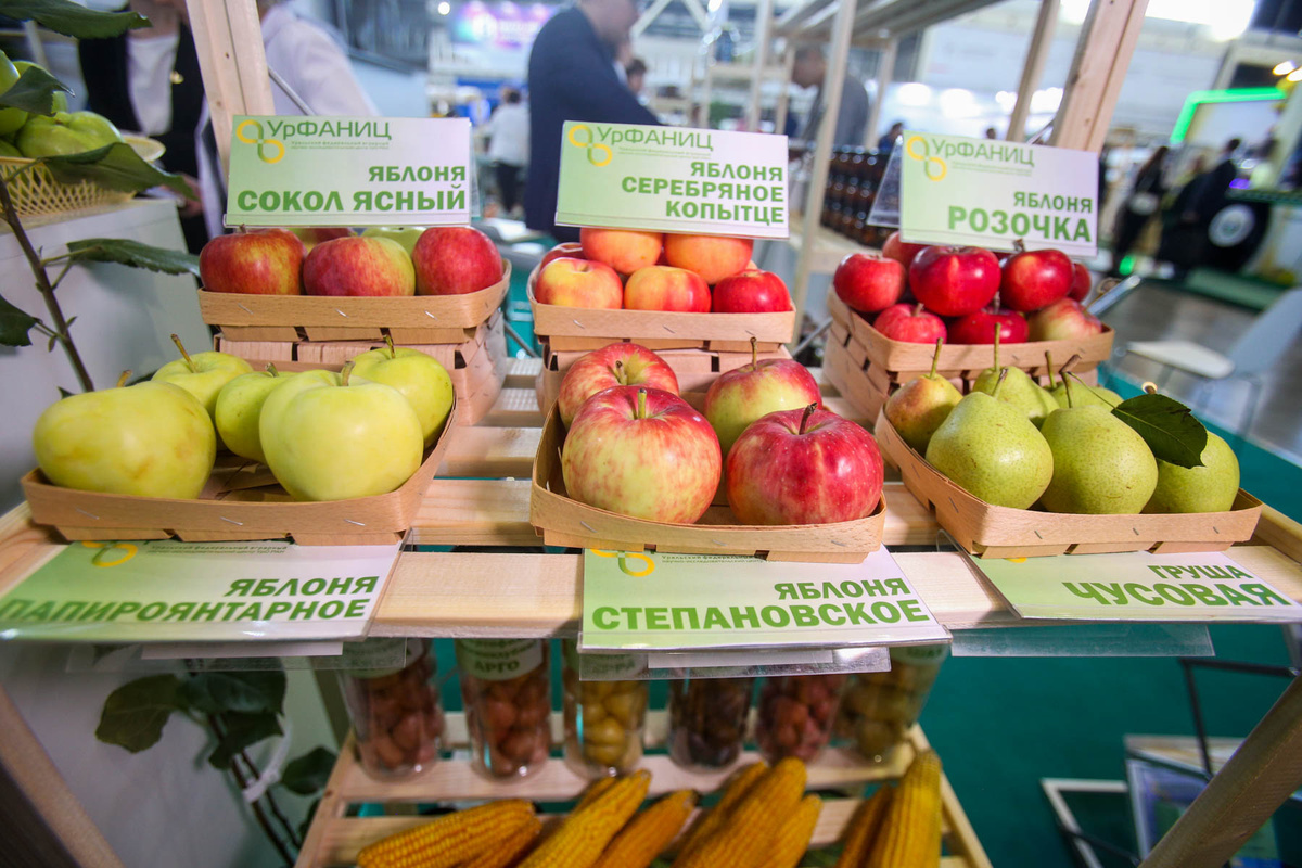 Весенние погодные аномалии привели к частичной гибели урожая в калининградских садах.  Фото: Фото: ФедералПресс / Ольга Юшкова