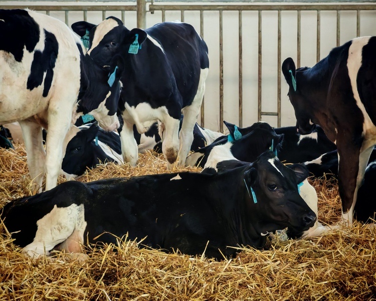     Курская область впервые экспортировала бычков в Таджикистан