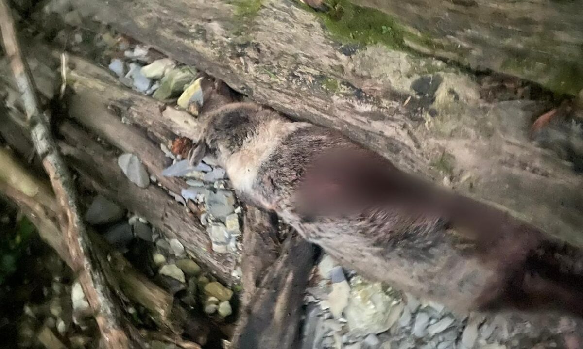    Фото пресс-службы Сочинского национального парка