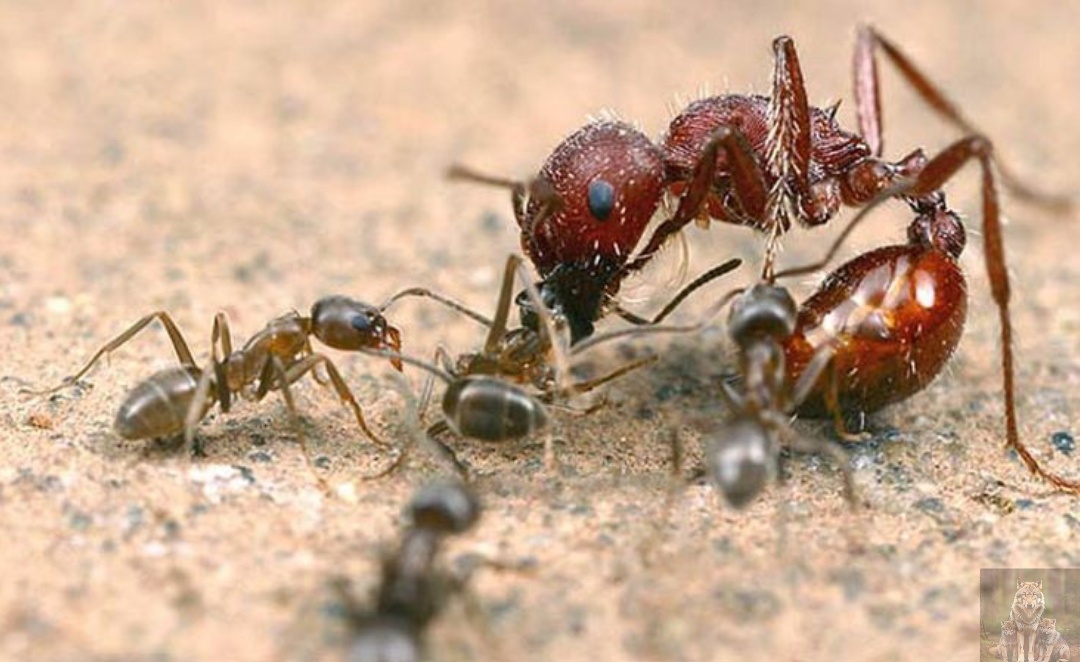 Тааак, слуги мои. Давайте поухаживайте за мной