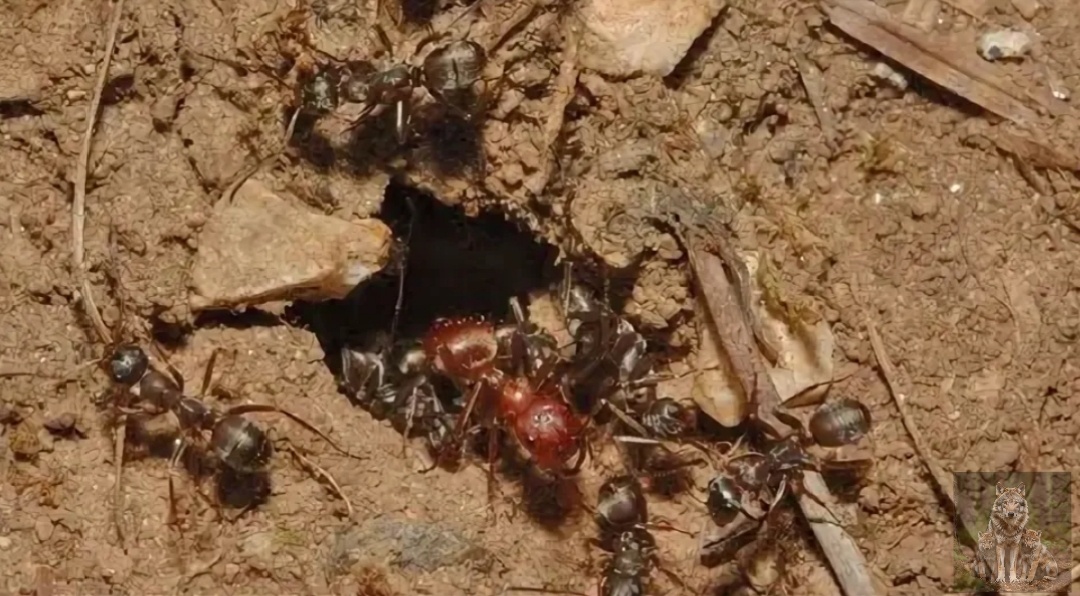 Давно набегов мы не совершали. Надо это дело исправлять - пошли все за мной