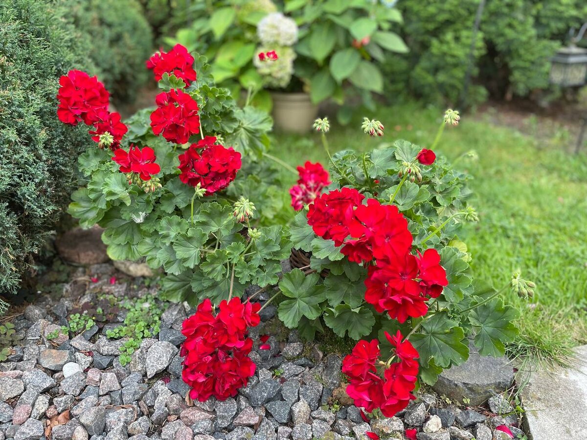 Пеларгонии цветут неустанно. Фото автора
