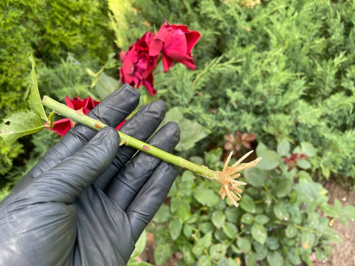 Укоренение роз в песке. Фото автора