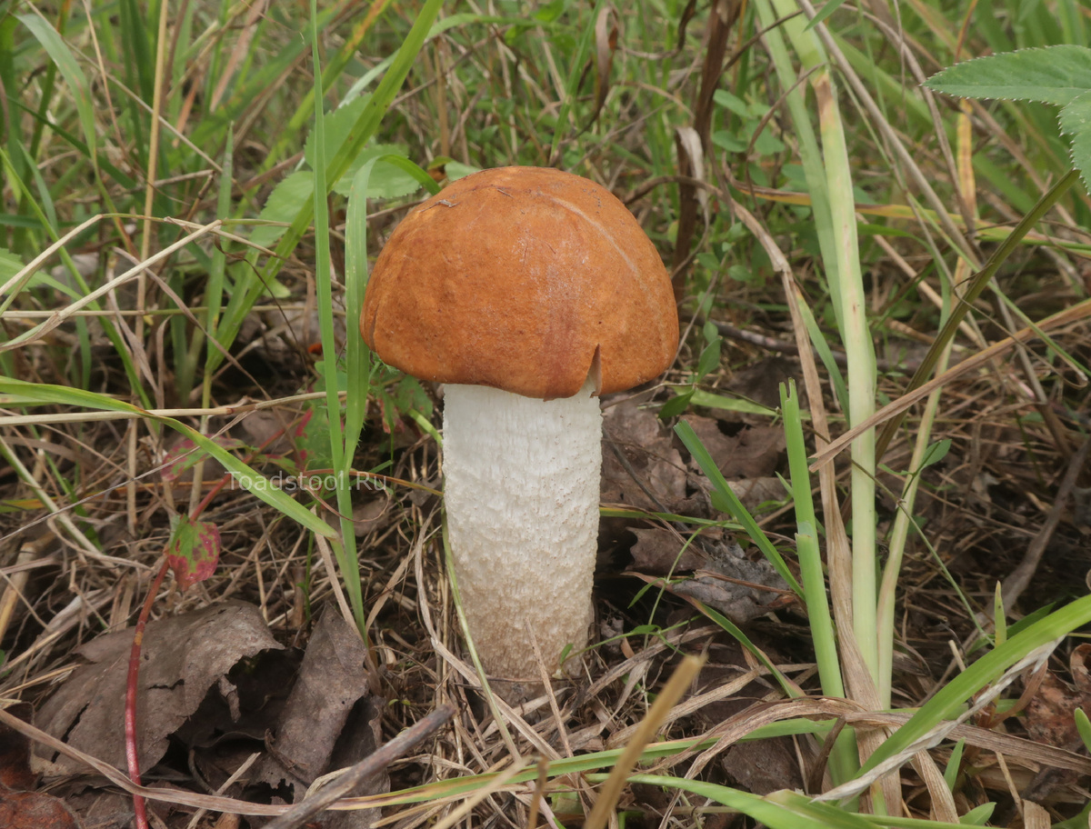 Белоножковый подосиновик как фонарик надежды (фото И. Лебединского)