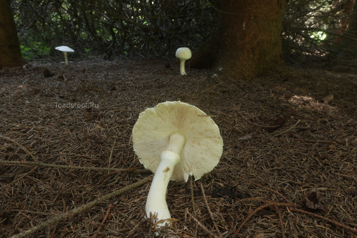 Пластинки белые, но это нормально (фото И.Лебединского)