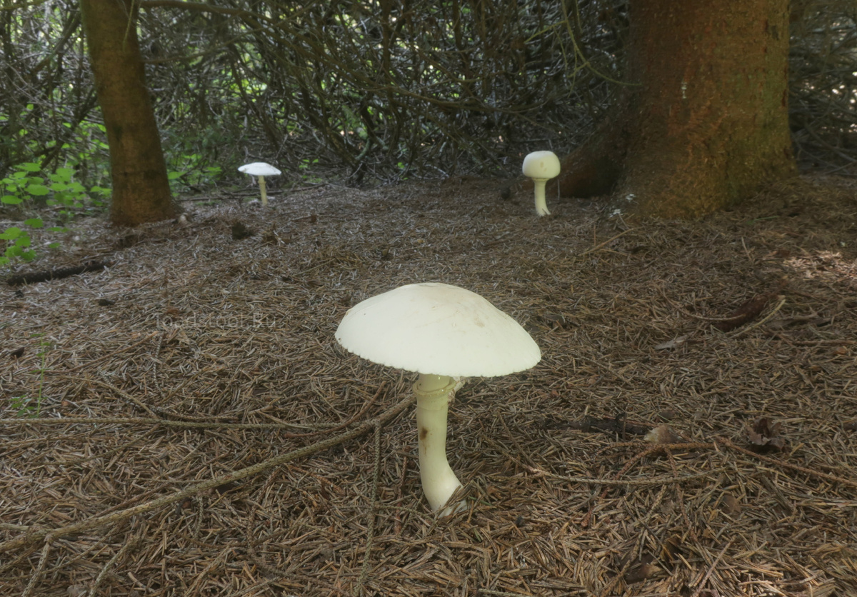 Белошампиньоны. И что им этот ельник - как навозом намазано... (фото И.Лебединского)