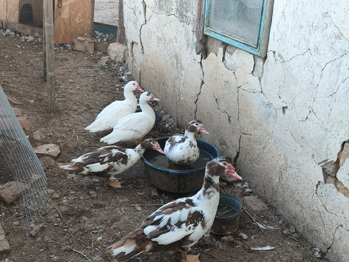 Купание пегого утя )))