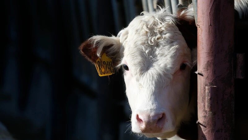      Фото: ИА «Победа26»