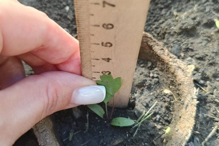    Фото: СФНЦА РАН