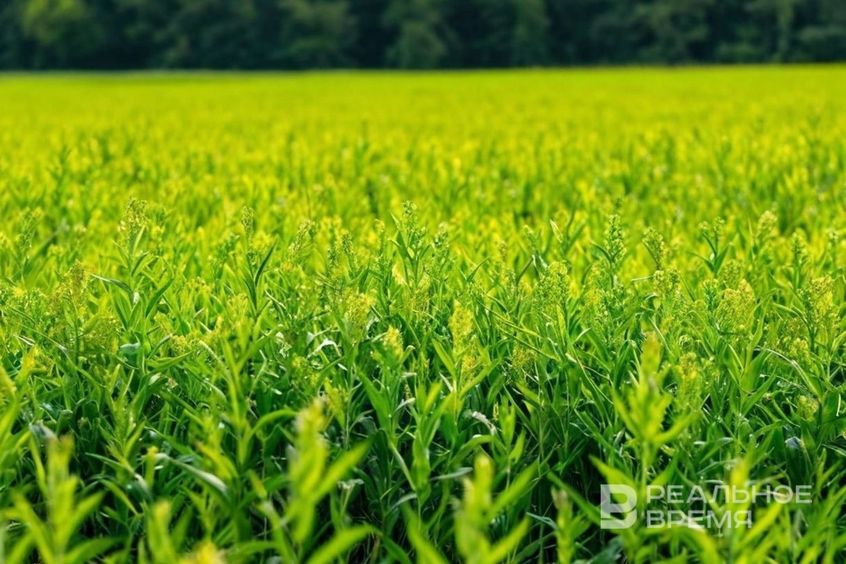   Реальное время / realnoevremya.ru